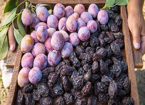 آلو بخارا سحر خیز فرآوری شده به روش سنتی